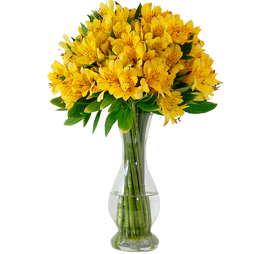 Arranjo de Flores Astromélia Amarela :: InterFlores